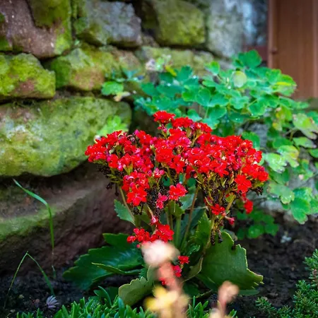 Kövirózsa Appartamento *