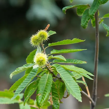 Koevirozsa Vendeghaz Lägenhet Cserepfalu