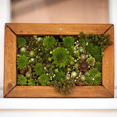 Kövirózsa * Cserepfalu